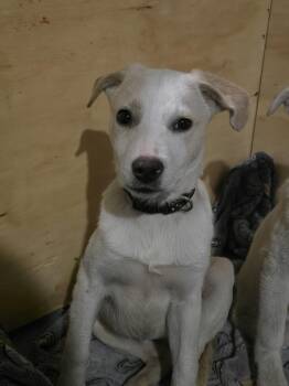 Rescue Labrador Retriever Dogs for Adoption in Grand Rapids, Michigan - Ivory | PetCurious