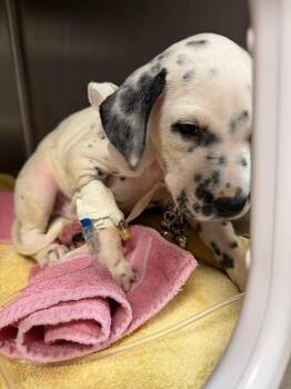 Lima Beans -  Dalmatian Dog for Adoption in Milton, Georgia - Lima Beans | PetCurious