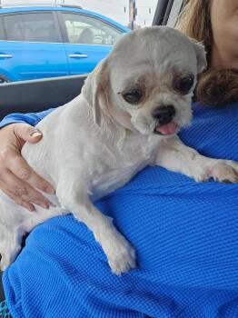 Rescue Shih Tzu Dogs for Adoption in Richmond, Kentucky - Tater | PetCurious