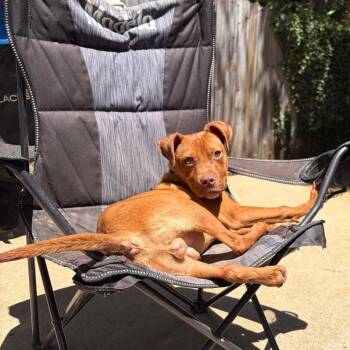 Salami -  Chocolate Labrador Retriever and Rhodesian Ridgeback Dog for Adoption in Raleigh, North Carolina - Salami | PetCurious