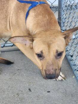 Lestat -  Staffordshire Bull Terrier Dog for Adoption in Thousand Oaks, California - Lestat | PetCurious
