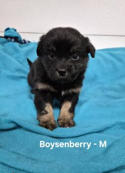 Boysenberry -  Australian Shepherd Dog for Adoption in Hillside, Illinois - Boysenberry | PetCurious