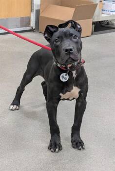 RYDER -  Pit Bull Terrier Dog for Adoption - RYDER | PetCurious