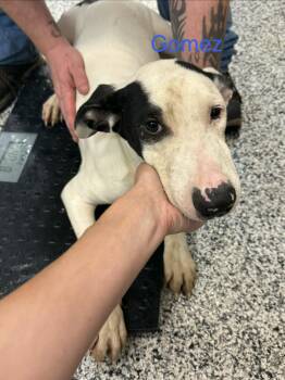 Gomez -  Pointer Dog for Adoption in Fayetteville, West Virginia - Gomez | PetCurious