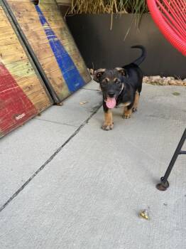 HERO -  Shepherd Dog for Adoption in Broomfield, Colorado - HERO | PetCurious