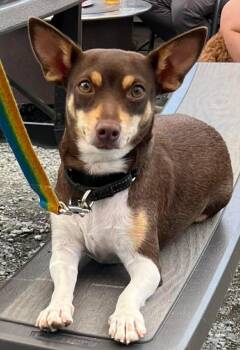 Chihuahua Dogs Available for Adoption in Roseville, California - Duchess Fiona! | PetCurious