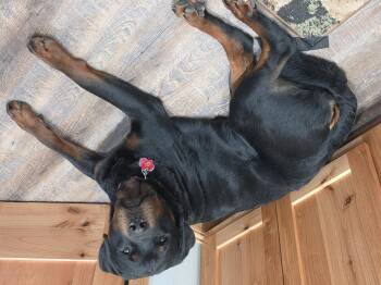 "Sirius" -  Rottweiler Dog Available for Adoption in Cody, Wyoming - "Sirius" | PetCurious