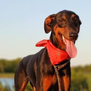 Priscilla - super sweet and playful girl (TX-220915) -  Doberman Pinscher Dog for Adoption in Houston, Texas - Priscilla - Super Sweet And Playful Girl (TX-220915) | PetCurious