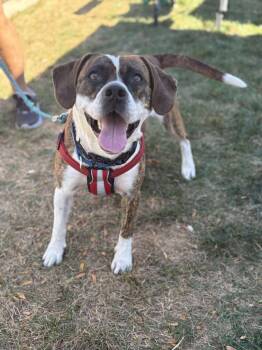 Rescue Mixed Breed Dogs for Adoption in Sun Prairie, Wisconsin - Barkley | PetCurious