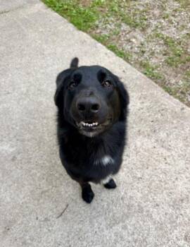 Brick -  Labrador Retriever and Mixed Breed Dog for Adoption in Harbor Springs, Michigan - Brick | PetCurious