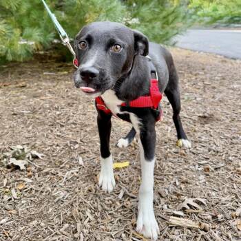 Gravy -  Hound and Mixed Breed Dog for Adoption in East Hampton, New York - Gravy | PetCurious
