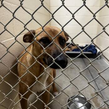 Shepherd Dogs Available for Adoption in Palestine, Texas - Ophelia | PetCurious