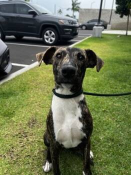 Rescue Terrier and Black Mouth Cur Dogs for Adoption in Honolulu, Hawaii - Baxter | PetCurious