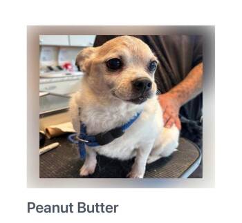 Peanut butter -  Chihuahua Dog for Adoption - Peanut Butter | PetCurious