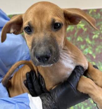 Rhodesian Ridgeback and Mixed Breed Dogs Available for Adoption in San Antonio, Texas - Butterflies | PetCurious