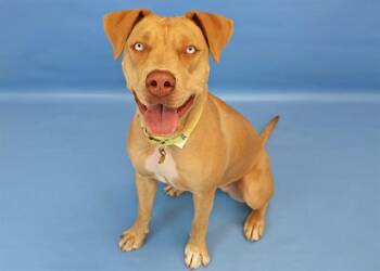 BLUEY -  Labrador Retriever and Mixed Breed Dog for Adoption in Colorado Springs, Colorado - BLUEY | PetCurious