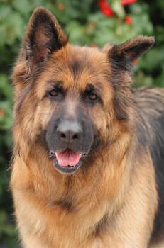 German Shepherd Dog Dogs Available for Adoption in Los Angeles, California - Gretchen Von Getelo | PetCurious