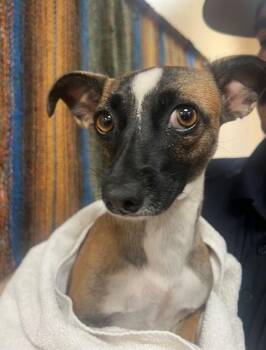 SHELBY -  Chihuahua Dog for Adoption in Thousand Palms, California - SHELBY | PetCurious