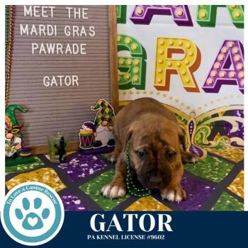 Black Mouth Cur and Pit Bull Terrier Dogs Available for Adoption - Gator (Noelle