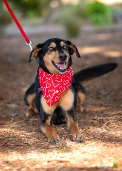 Doberman Pinscher Dogs Available for Adoption in Santa Rosa, California - Dolly | PetCurious