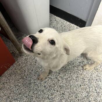 Brendon -  Retriever and Mixed Breed Dog for Adoption in Birmingham, Alabama - Brendon | PetCurious