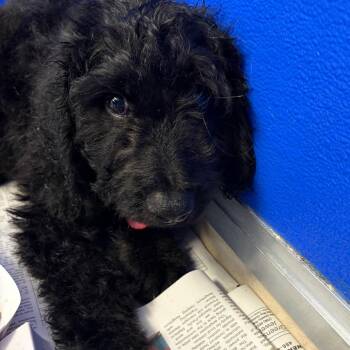 Reed -  Black Labrador Retriever and Poodle Dog for Adoption in Greensboro, Georgia - Reed | PetCurious