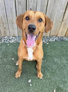 Ruby -  Redbone Coonhound Dog for Adoption in Manchester, Connecticut - Ruby | PetCurious