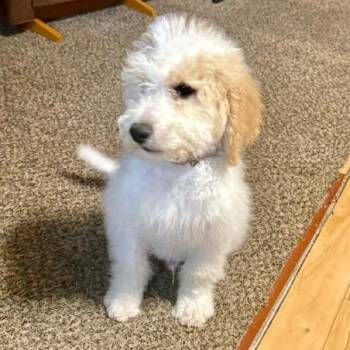 Labradoodle Dogs Available for Adoption - Pete | PetCurious