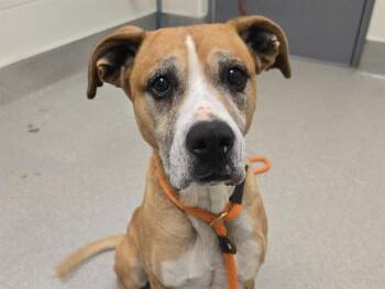 Boxer and Labrador Retriever Dogs Available for Adoption - WAFFLE | PetCurious