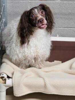 Chester -  Havanese Dog for Adoption in Dandridge, Tennessee - Chester | PetCurious