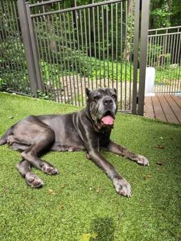 Gretchen -  Cane Corso Dog for Adoption in Parma Heights, Ohio - Gretchen | PetCurious