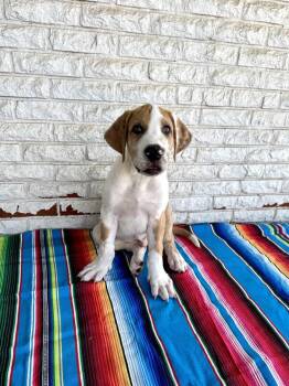 Burrito -  Great Dane and Pit Bull Terrier Dog for Adoption in Warr Acres, Oklahoma - Burrito | PetCurious