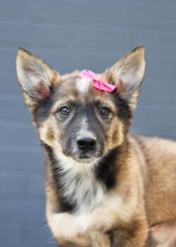 Ayla Cali -  Australian Cattle Dog Blue Heeler and German Shepherd Dog Dog for Adoption in Salt Lake City, Utah - Ayla Cali | PetCurious