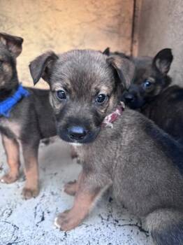 A480638 -  German Shepherd Dog and Mixed Breed Dog for Adoption in Oklahoma City, Oklahoma - A480638 | PetCurious