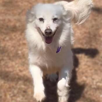 American Eskimo Dog Dogs Available for Adoption - Freckles | PetCurious