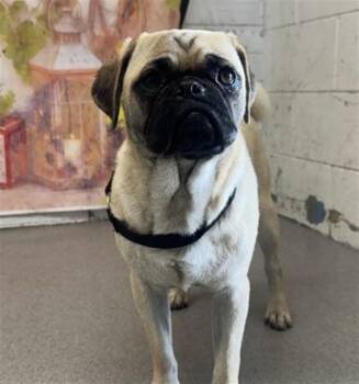 DALE -  Pug Dog for Adoption in San Bernardino, California - DALE | PetCurious