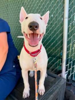 Target -  Miniature Bull Terrier Dog for Adoption in Fruit Heights, Utah - Target | PetCurious