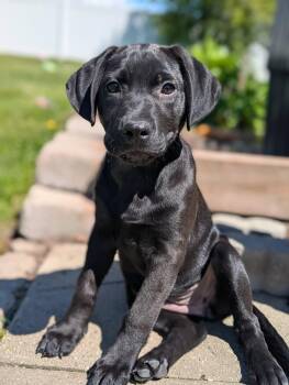 Black Labrador Retriever Dogs Available for Adoption in Grand Rapids, Michigan - Lavender | PetCurious