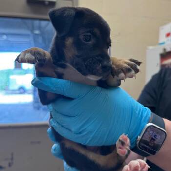 Mila -  Shepherd and Retriever Dog for Adoption in Birmingham, Alabama - Mila | PetCurious