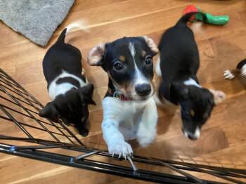 Beagle and Jack Russell Terrier Dogs Available for Adoption - Adia | PetCurious