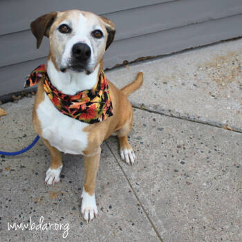 Rescue Boxer Dogs for Adoption in Cheyenne, Wyoming - Jack | PetCurious