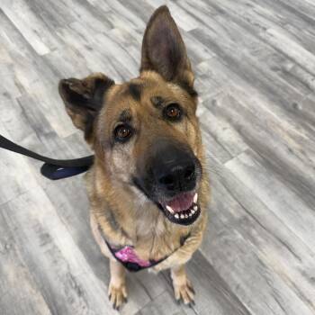 German Shepherd Dog Dogs Available for Adoption in Crookston, Minnesota - Chloe | PetCurious