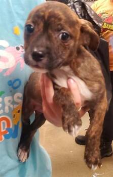 RAYA -  Plott Hound and Beagle Dog for Adoption in St. Louis, Missouri - RAYA | PetCurious