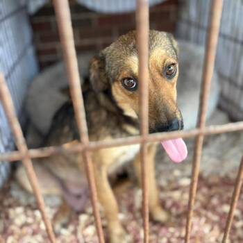 Mixed Breed Dogs Available for Adoption - Cricket | PetCurious