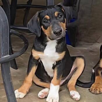 Labrador Retriever Dogs Available for Adoption in Grand Bay, Alabama - Petey | PetCurious
