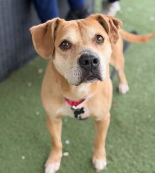 Pit Bull Terrier and Mixed Breed Dogs Available for Adoption in Fruit Heights, Utah - Nugget | PetCurious