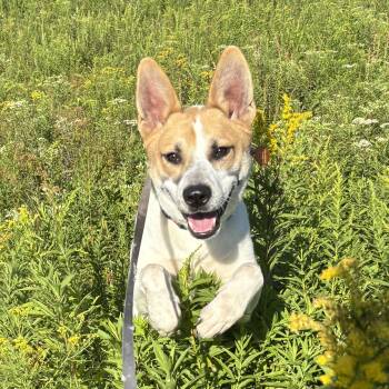 Stitch -  Cattle Dog Dog Available for Adoption - Stitch | PetCurious