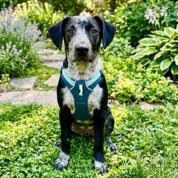 Archie -  Labrador Retriever and Pointer Dog for Adoption in San Diego, California - Archie | PetCurious