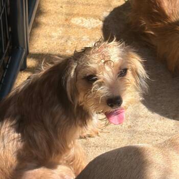 Sassy -  Mixed Breed Dog for Adoption in Lake Jackson, Texas - Sassy | PetCurious