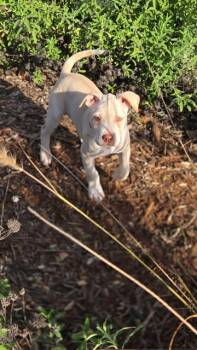 Pit Bull Terrier Dogs Available for Adoption - Poppy | PetCurious